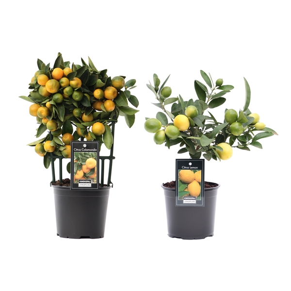 <h4>Citrus Mix 2 Soorten</h4>