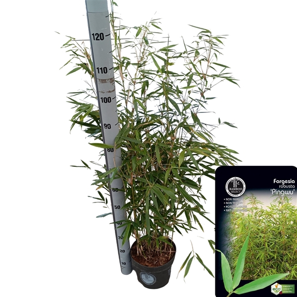 <h4>Fargesia robusta 'Pingwu</h4>