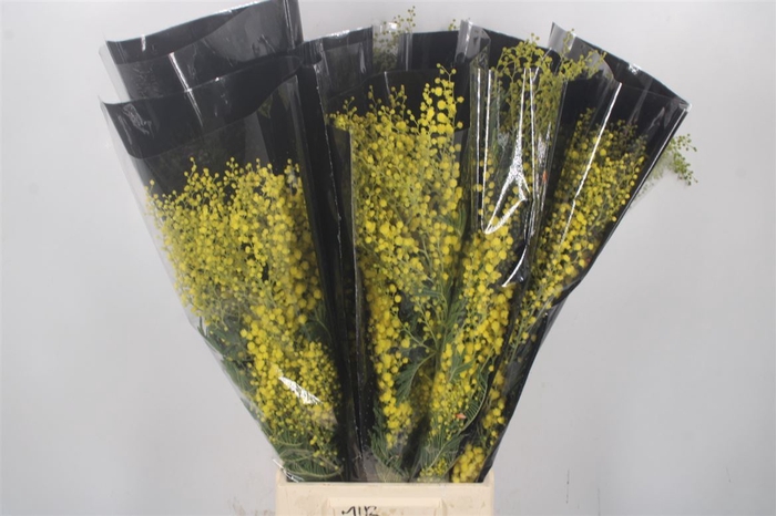 <h4>Acacia Mirandol Per Bunch 150 Gram</h4>