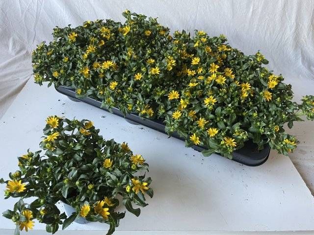 <h4>SANV PRO SOLARIS</h4>