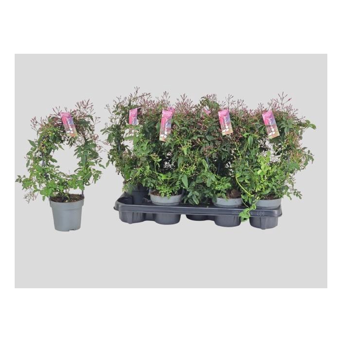 <h4>JASM POLYANTHUM RZ</h4>