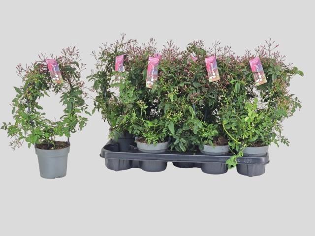 <h4>JASM POLYANTHUM RZ</h4>