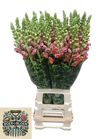 <h4>Antir Poto D Orange</h4>