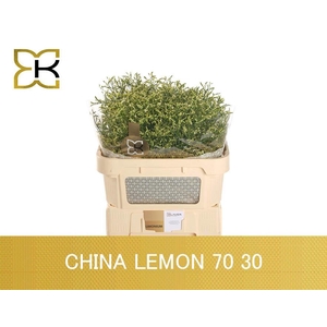 LIM SIN CHINA LEMON
