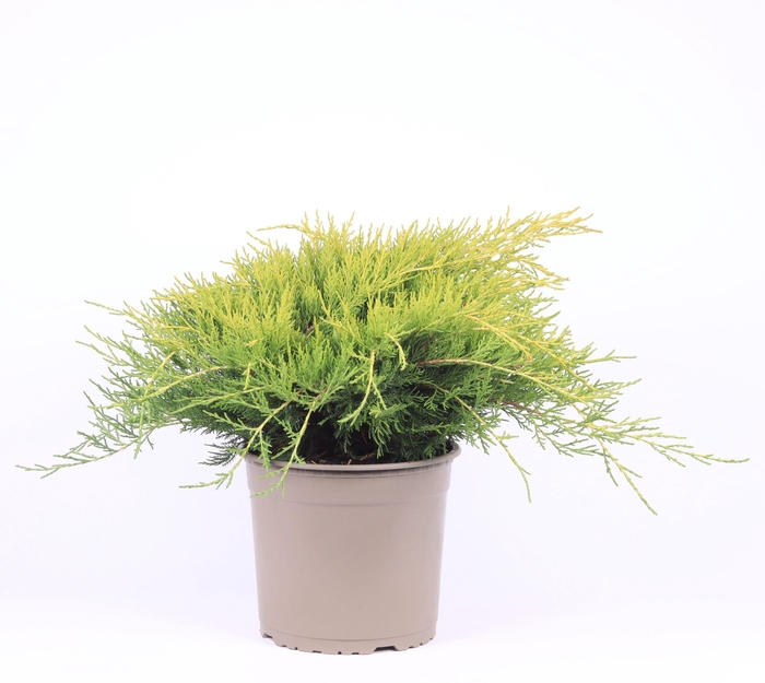 <h4>Juniperus x pfitzeriana 'Gold Coast'</h4>