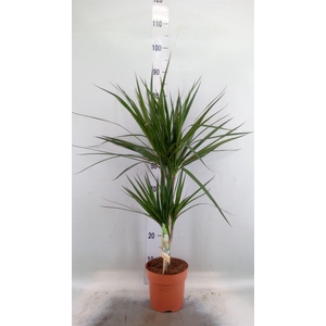 Dracaena marg.