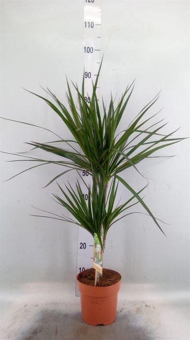 <h4>Dracaena marg.</h4>