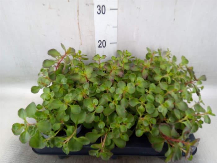 <h4>Sedum oreganum</h4>