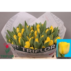 TU EN ANTARCTICA SUN