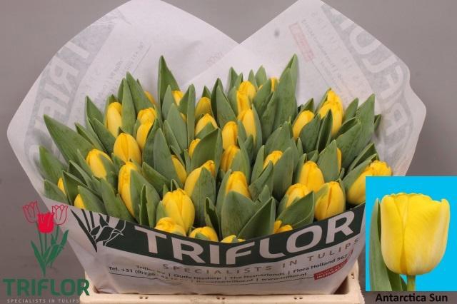 <h4>TU EN ANTARCTICA SUN</h4>