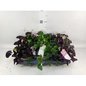 Oxalis   ...