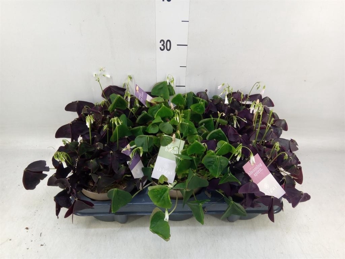 <h4>Oxalis   ...</h4>