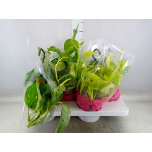 Epipremnum pinn.   HG  ...mix