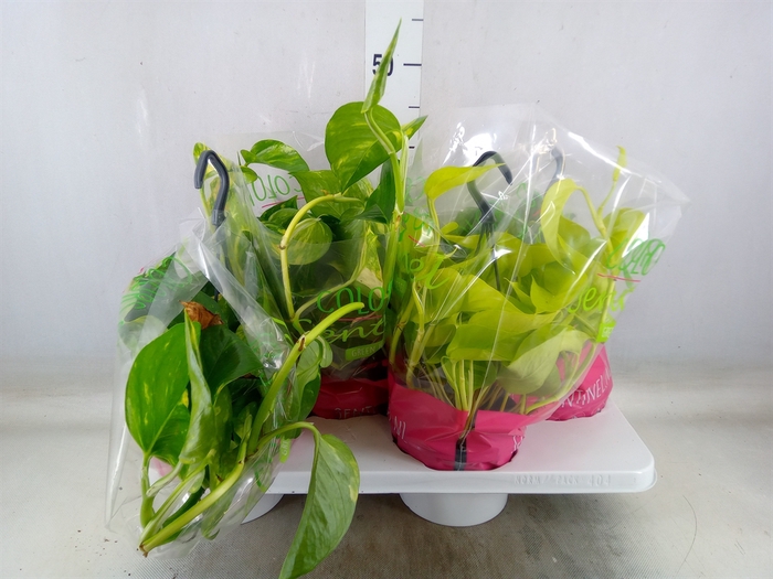 <h4>Epipremnum pinn.   HG  ...mix</h4>