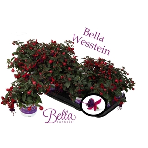 Bella Fuchsia 'Soila' ( Staand )