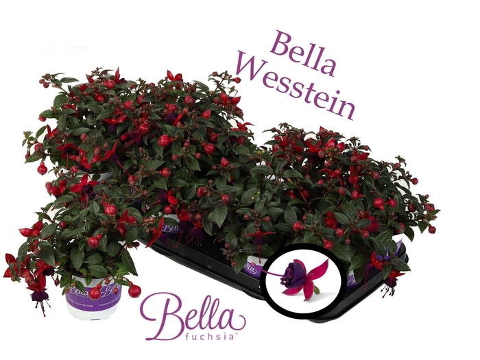 <h4>Bella Fuchsia 'Soila' ( Staand )</h4>