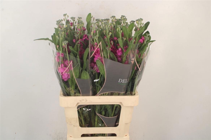 <h4>MATTH PHANT D ROSE</h4>