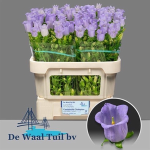 Campanula Champion Lavender Waal Fensie