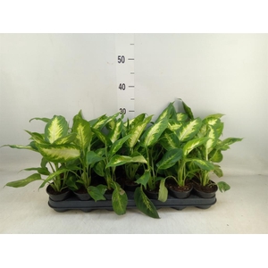 Dieffenbachia  'Camilla'