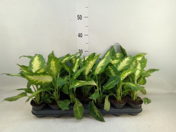 <h4>Dieffenbachia  'Camilla'</h4>