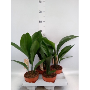 Aspidistra elat.