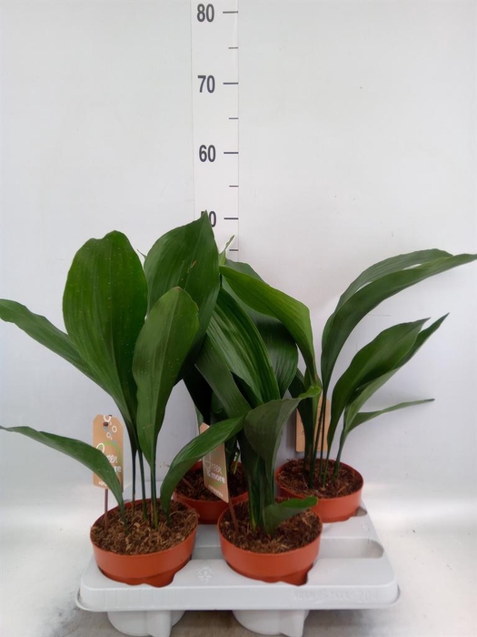 <h4>Aspidistra elat.</h4>