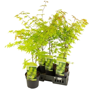 ACER PA SUMMER GOLD