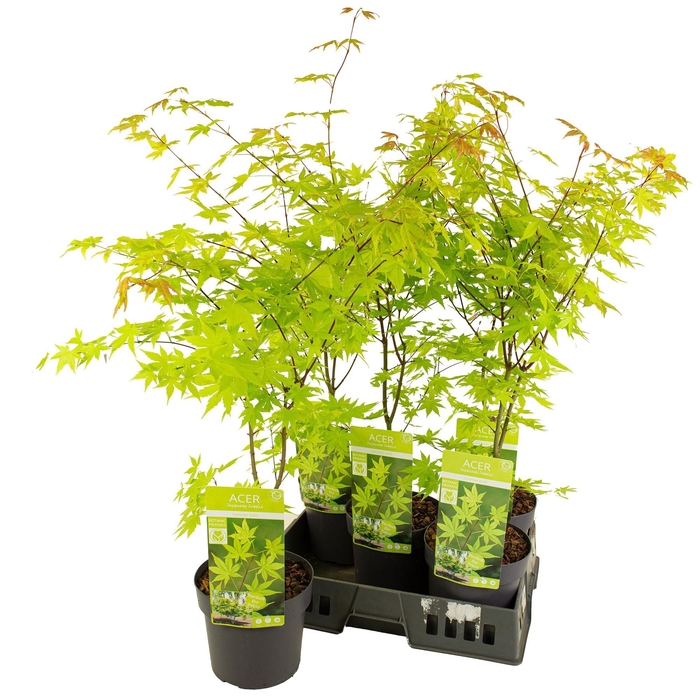 <h4>ACER PA SUMMER GOLD</h4>