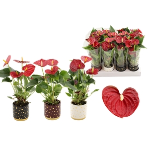 Anthurium 7 cm Diamond Red in Sparkle ceramics