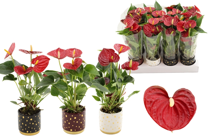 <h4>Anthurium 7 cm Diamond Red in Sparkle ceramics</h4>