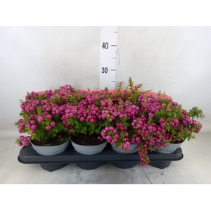 Gaultheria mucronata