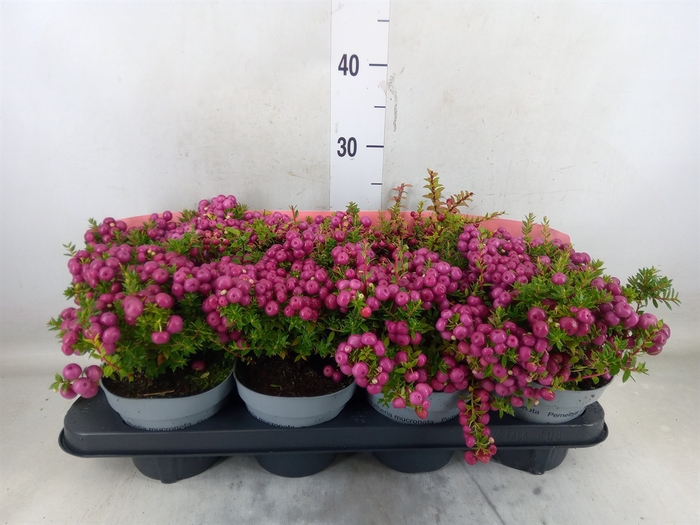 <h4>Gaultheria mucronata</h4>