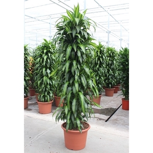 Dracaena Hawaiian Sunshine