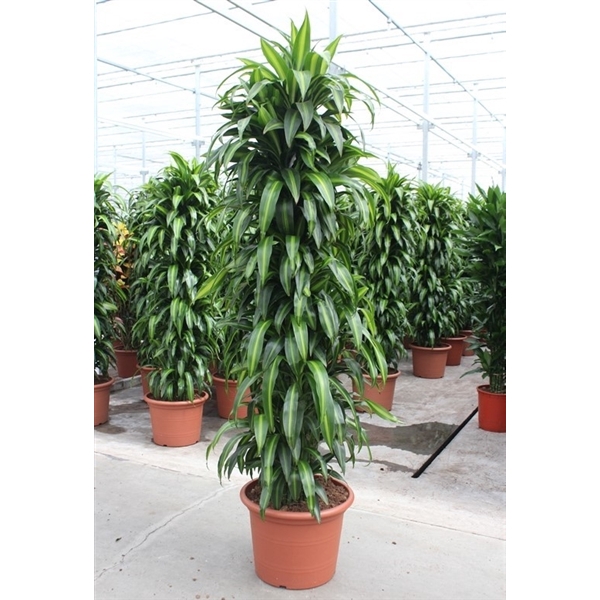 <h4>Dracaena Hawaiian Sunshine</h4>