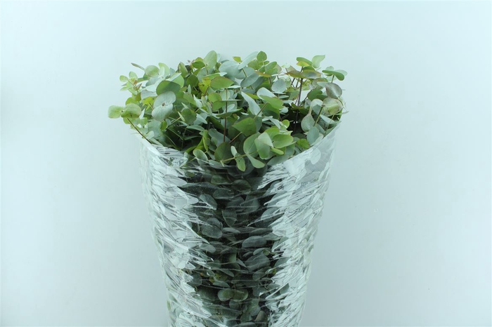 <h4>Euca Cinerea 400 Gram 100cm Extra Promo</h4>