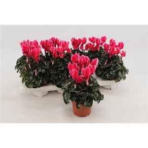 Cyclaam Fuji Neon Pink