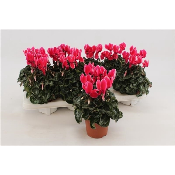 <h4>Cyclaam Fuji Neon Pink</h4>