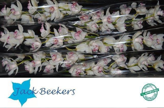 <h4>CYMB T SYLVESTER</h4>