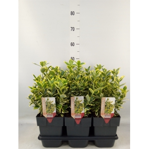 Euonymus japon. 'Ovatus Aureus'