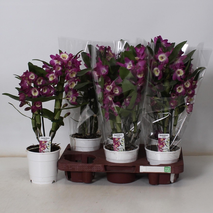 <h4>DEND NOBILE</h4>