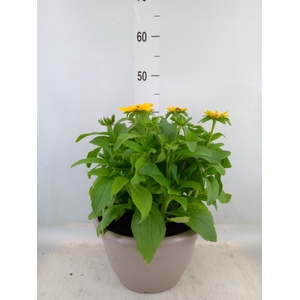 Rudbeckia hirta 'Sunbeckia'