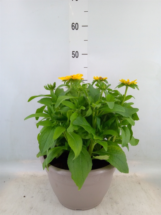 <h4>Rudbeckia hirta 'Sunbeckia'</h4>