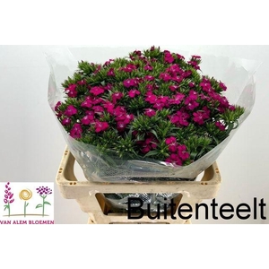 DI BARB AM NEON CHER