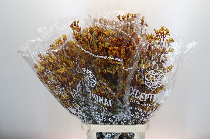 <h4>Anigozanthos Gold Fever</h4>