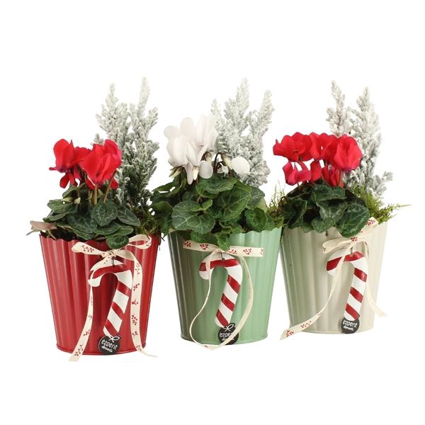 <h4>61812: X-mas arrangement</h4>