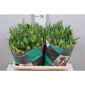 Tu Pa Dee Jay Parrot