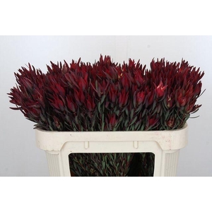 Leucadendron Blush