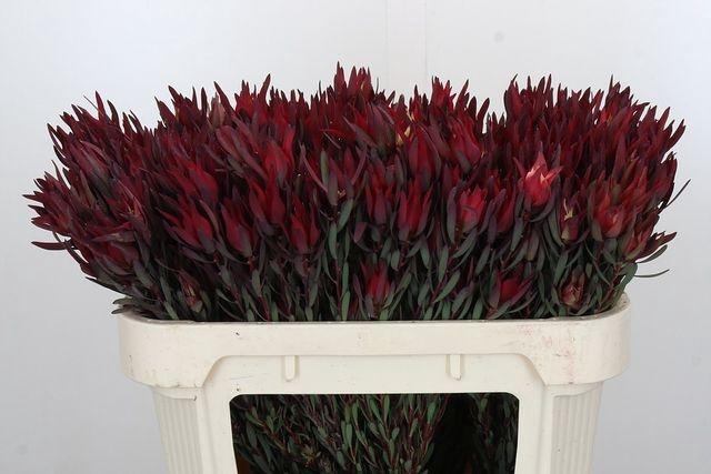 <h4>Leucadendron Blush</h4>