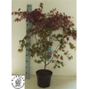 Acer Pa Bloodgood