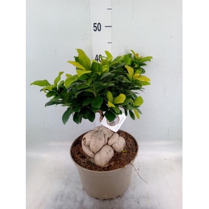 Ficus microcarpa 'Ginseng'
